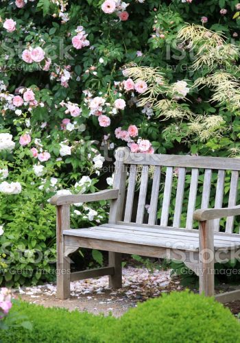 Old wooden park bench surrounded by beautiful rose bushes.